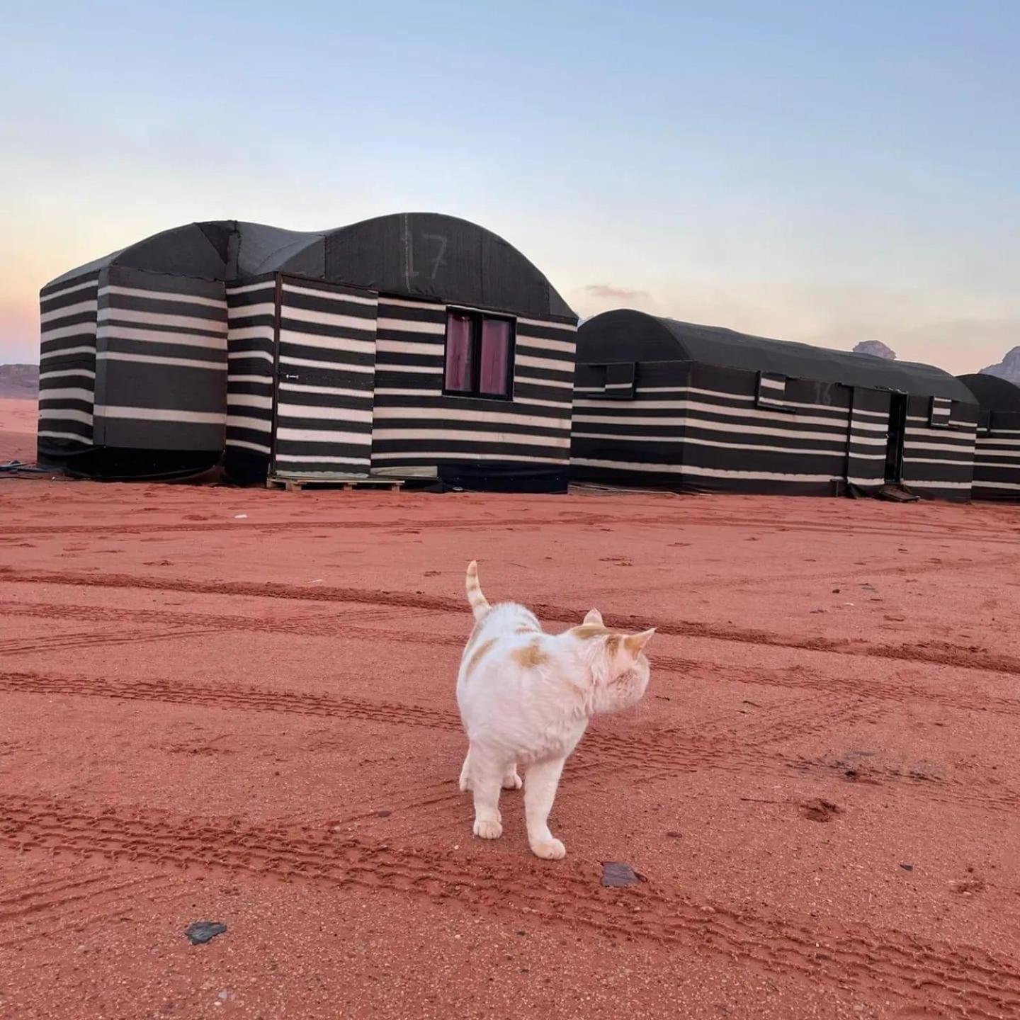 Hotel Desert Bedouin Adventure Wadi Rum Exterior foto